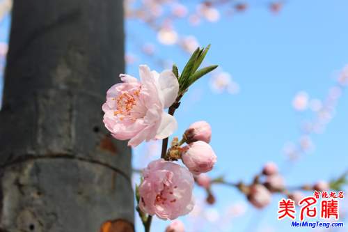 展現(xiàn)四季風(fēng)情的日本女孩名字:春季篇