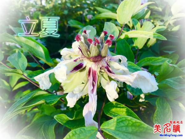 萬物生長的立夏節(jié)氣名字由來、夏季出生的寶寶起名參考