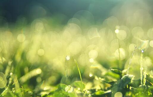 馬寶寶起名從尋覓《詩經(jīng)》中的佳名