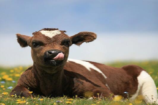 牛年寶寶起名之帶“?！弊值某烧Z大全