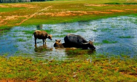 2021年屬什么生肖?2021年屬牛